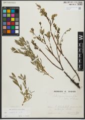Foto von Salix repens subsp. repens L.